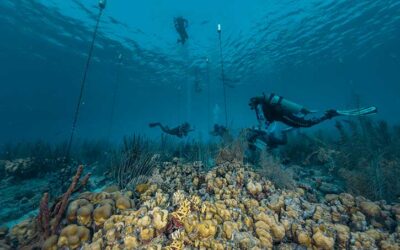 Reef Renewal Foundation Bonaire Expands Capacity of Coral Nurseries