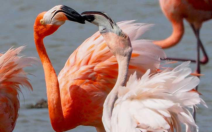 A pair of Bonaire's famous flamingos - photo by Tanya Deen