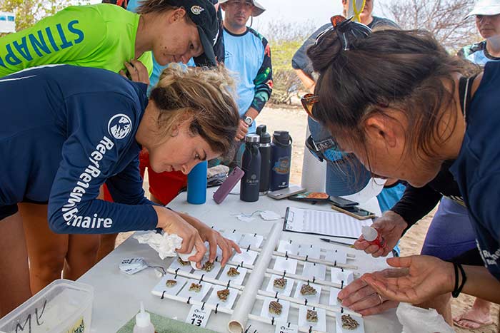 DCNA Reef Restoration workshop - Photo Credit by Casper Douma