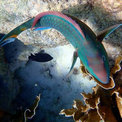 Diving on Bonaire