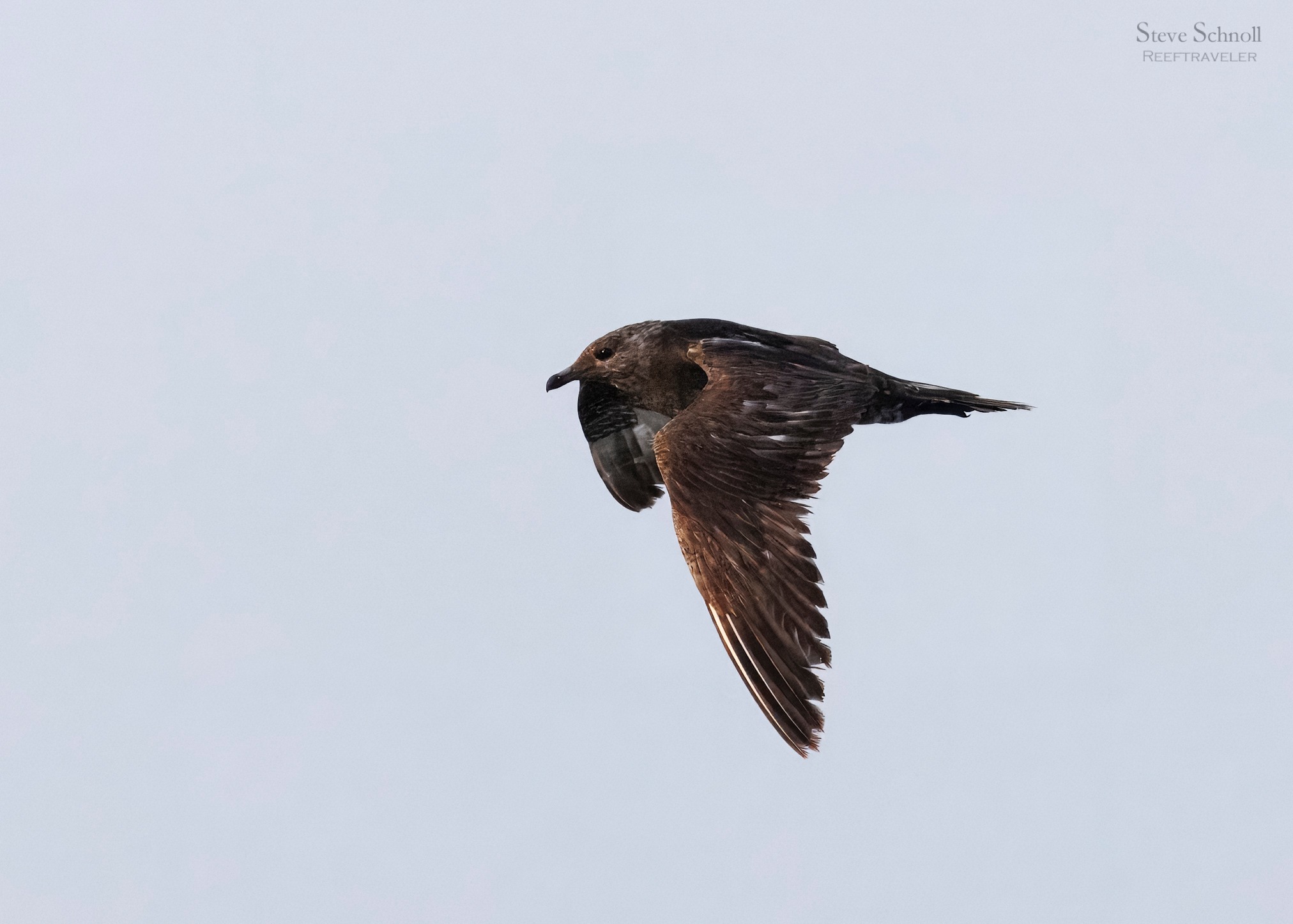 A rare visitor, the Long-tailed Jaeger, was spotted on Bonaire in February 2025, marking the island’s 250th bird species. Sighting and photo by Steve Schnoll. A rare visitor, the Long-tailed Jaeger, was spotted on Bonaire in February 2025, marking the island's 250th bird species. Sighting and photo by Steve Schnoll.