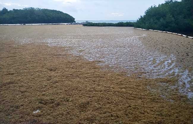 Sargassum