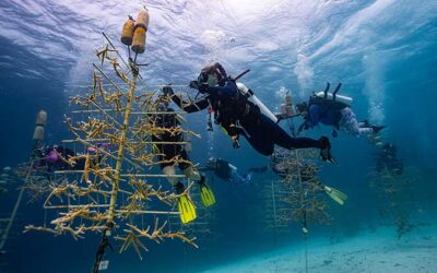 ReeFiesta 2025 on Bonaire was a Huge Success!