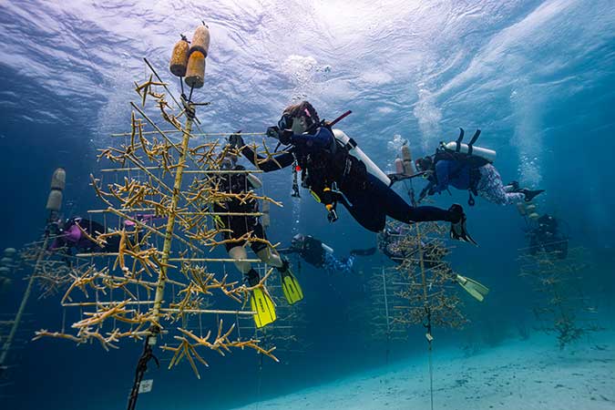 Reefiesta 2025 at RRFB’s South Klein nursery. Credit: Max Rouwenhorst