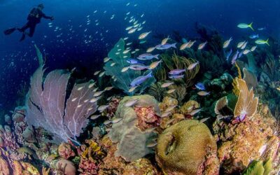 Bonaire Named Caribbean’s Leading Dive Destination 2025
