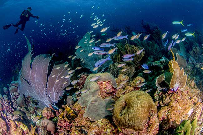 Bonaire Named Caribbean’s Leading Dive Destination 2025