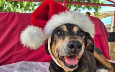 Christmas Market at Animal Shelter Bonaire on November 30th