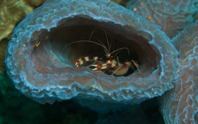 DCNA Launches Program for Nature Conservation & Restoration in the Dutch Caribbean