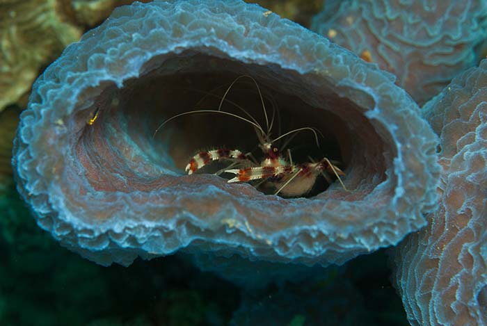 DCNA article - Photo-credit--Rudy-Van-Geldere