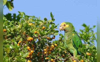 Protecting Bonaire’s Yellow-shouldered Amazon Parrots