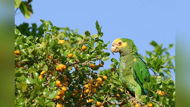 Yellow-shouldered Amazon Parrot – Bonaire’s Loras Yellow-shouldered Amazon Parrot - Bonaire's Loras