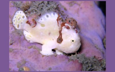 Ellen Muller’s 2027 Bonaire Underwater Calendar is Available!
