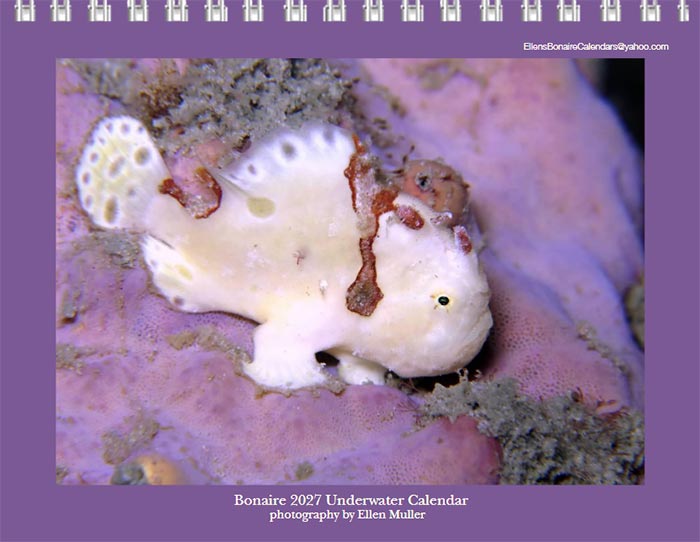 Ellen Muller's 2027 Underwater Calendar