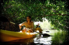 The Mangrove Info Center is the place for kayaking.