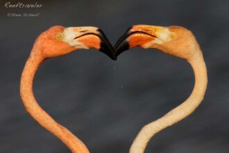 Flamingos make a heart.