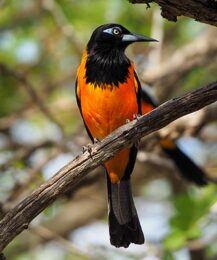 Venezuelan Troupial by Tanya Deen