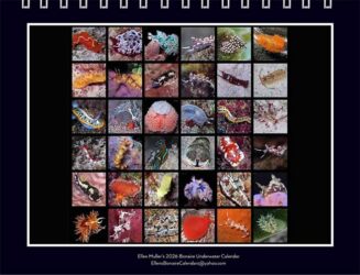 Ellen Muller's 2026 Bonaire Underwater Calendar