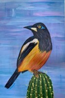 Venezuelan Troupial perched on a cactus by Meredith Schnoll