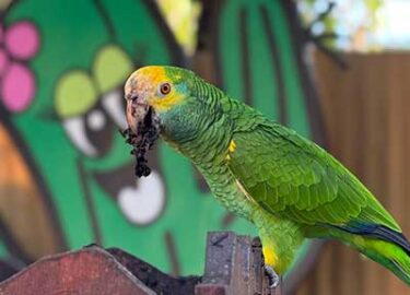 A beautiful Lora enjoying the garden