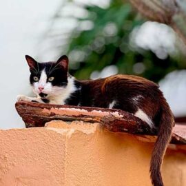 Meet Jacob - The Cadushy Cat